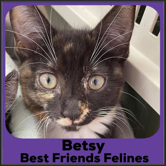 Photo of Betsy 