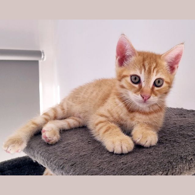 Photo of Arrow 
