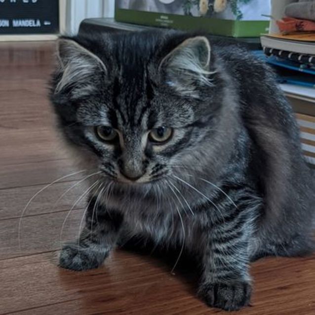 Photo of Stella   Maine Coon X 