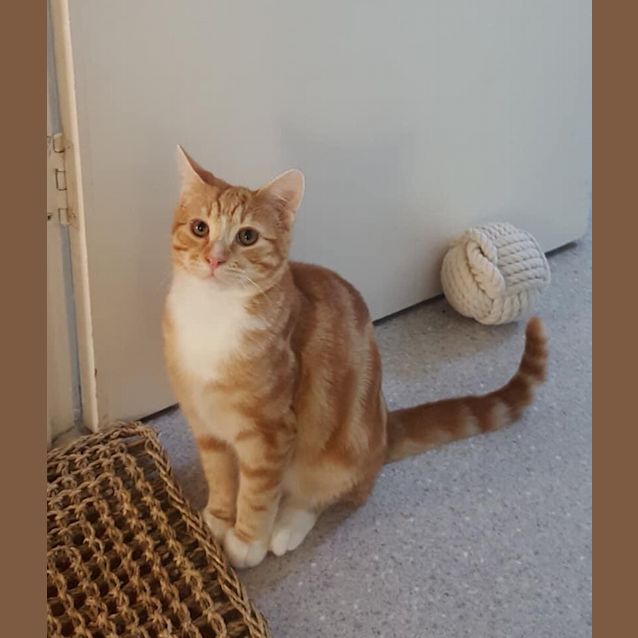 Photo of Tommy