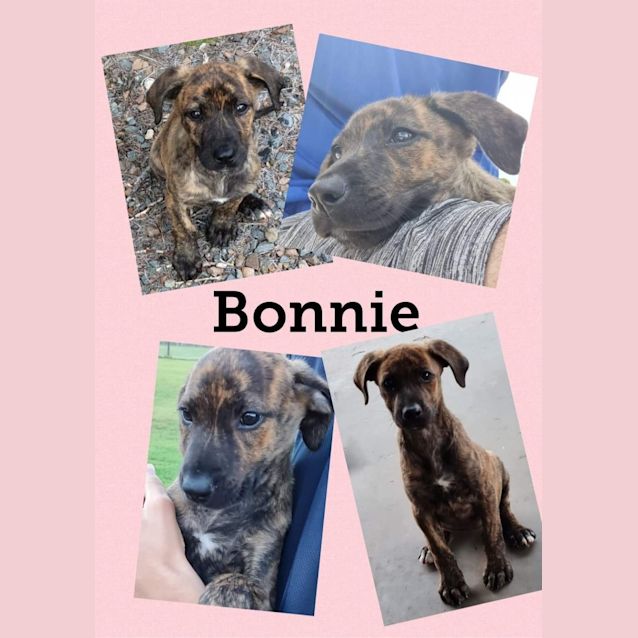 Photo of Bonnie