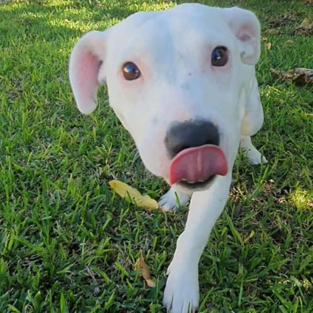 Photo of Dolly Dl2664