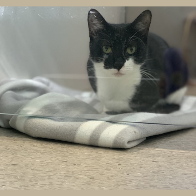 Photo of Batgirl