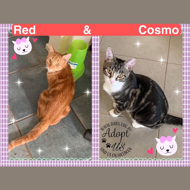 Photo of Red And Cosmo