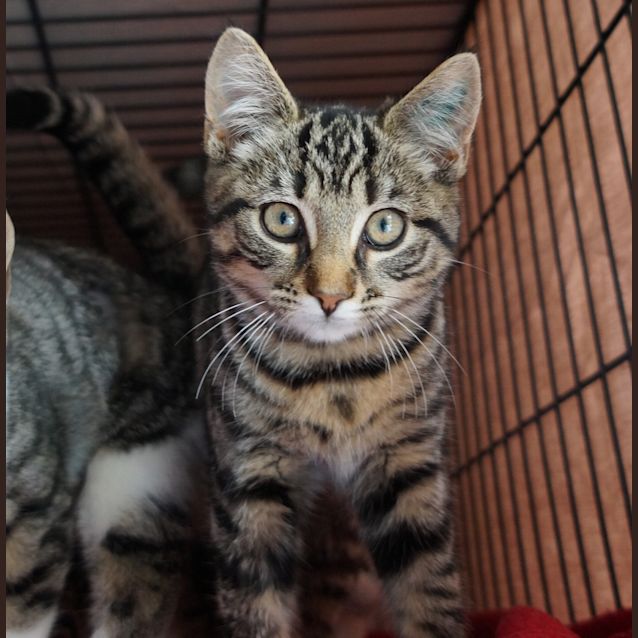 Photo of Koda