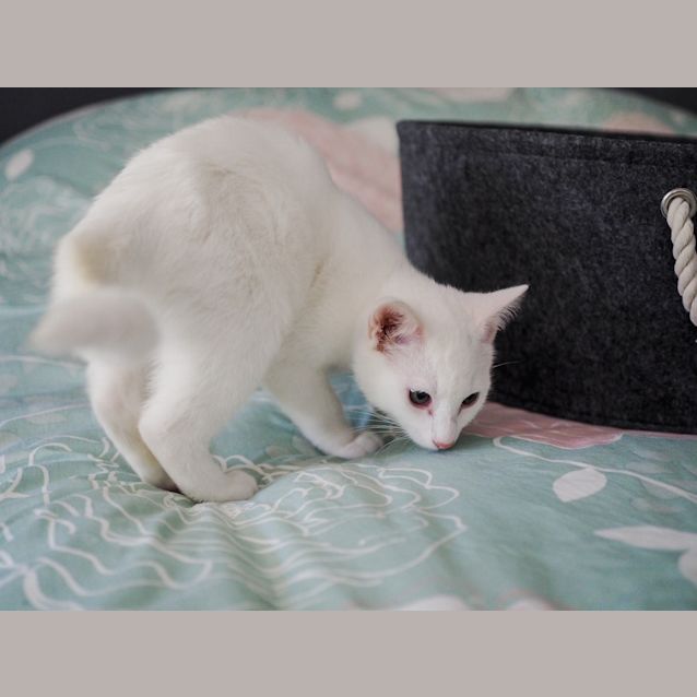 Photo of Ghost   12 Week Old Kitten (On Trial 26/05/2021)