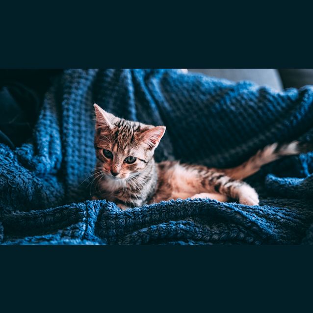Photo of Junebug