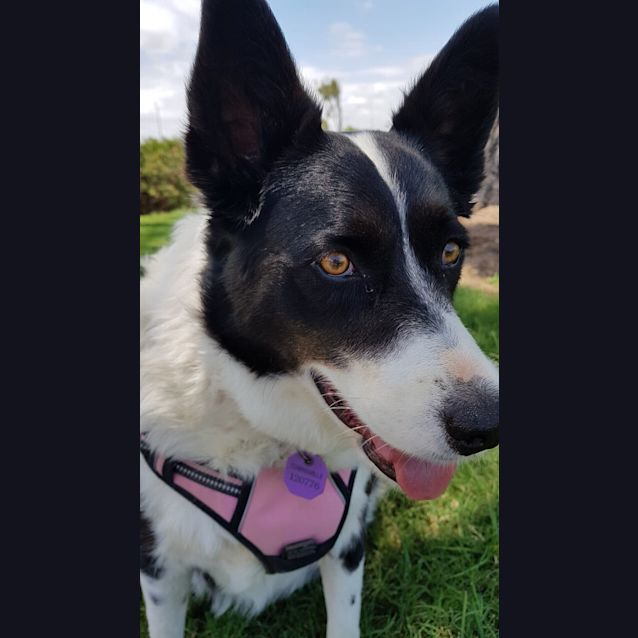 Photo of Peppa