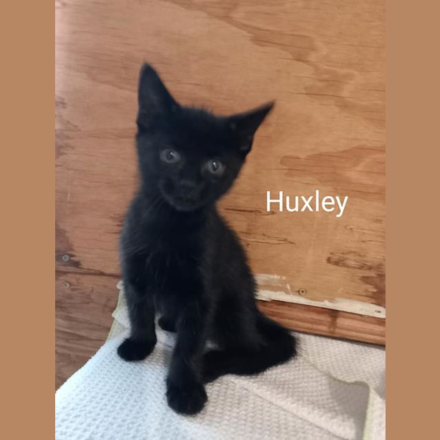 Photo of Huxley