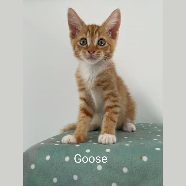 Photo of Goose