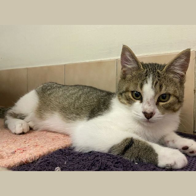 Photo of Rocky & Romeo