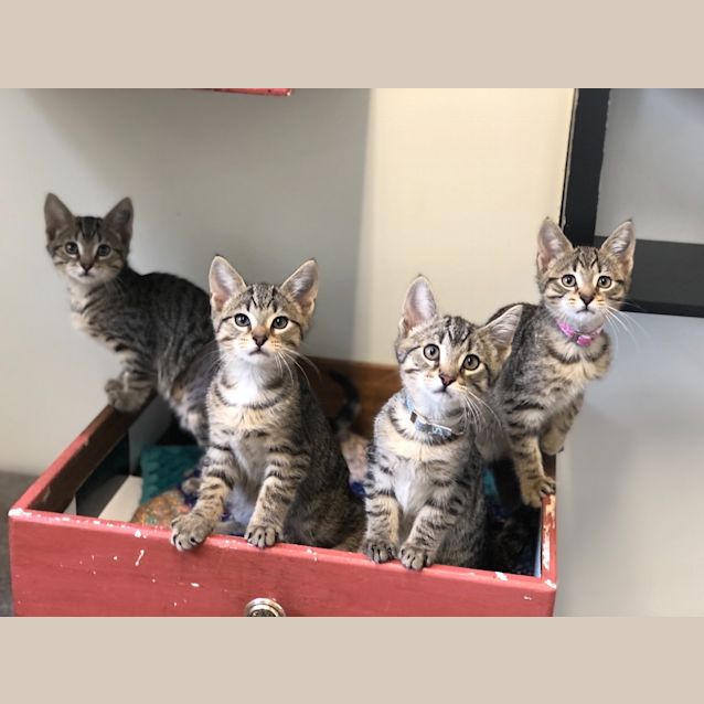 Photo of Aqua (Petstock)