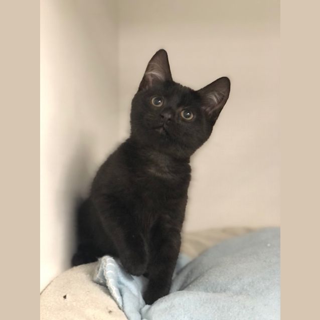 Photo of Dot