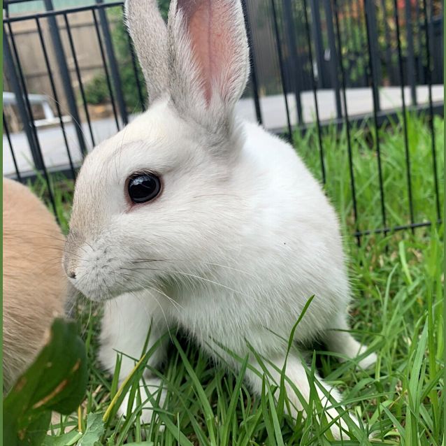 Photo of Bubbles 