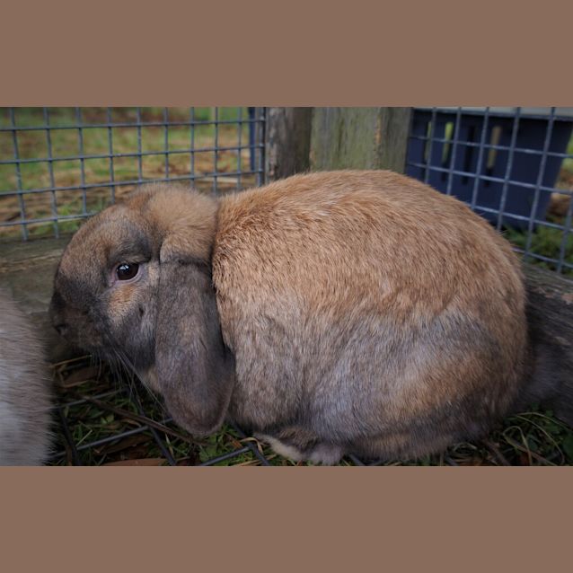 Photo of Muffin
