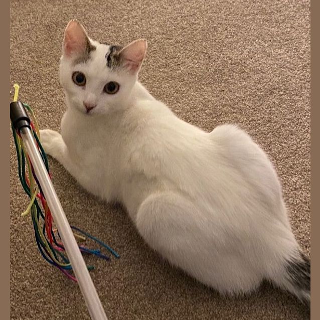 Photo of Sheba