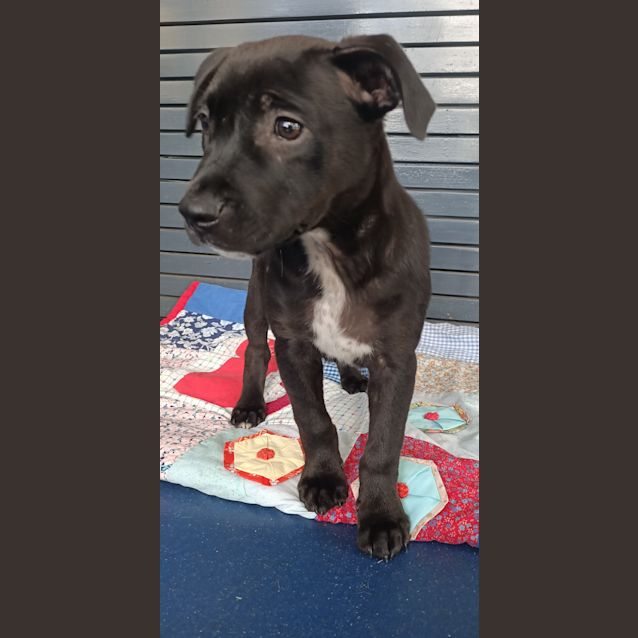 Photo of Pepper