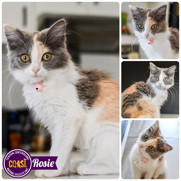 Photo of Rosie 