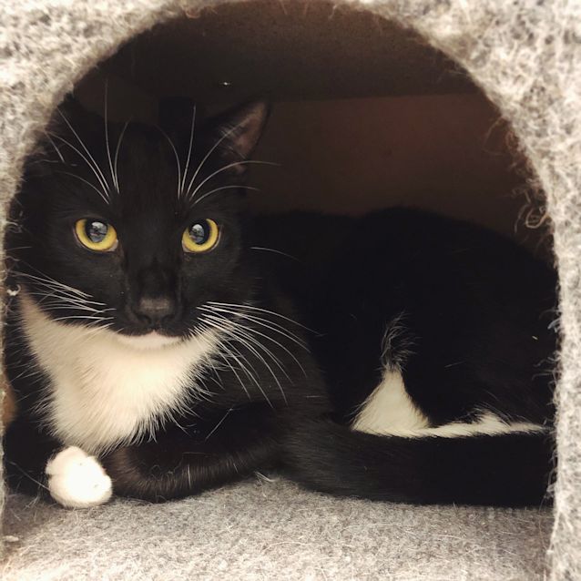 Photo of Bilbo & Lincoln