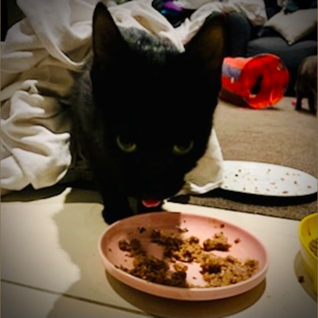 Photo of Cadbury