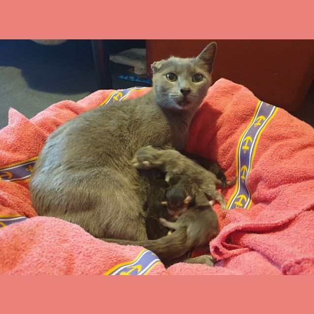 Photo of Savannah  (Can Transport To You)