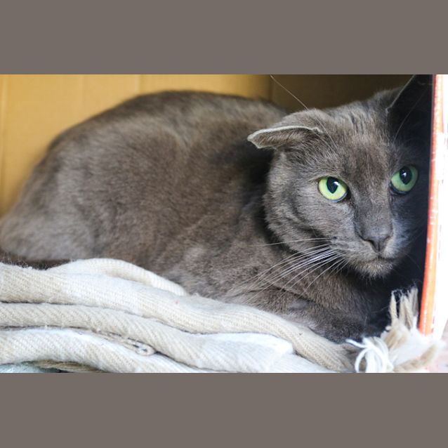 Photo of Baxter