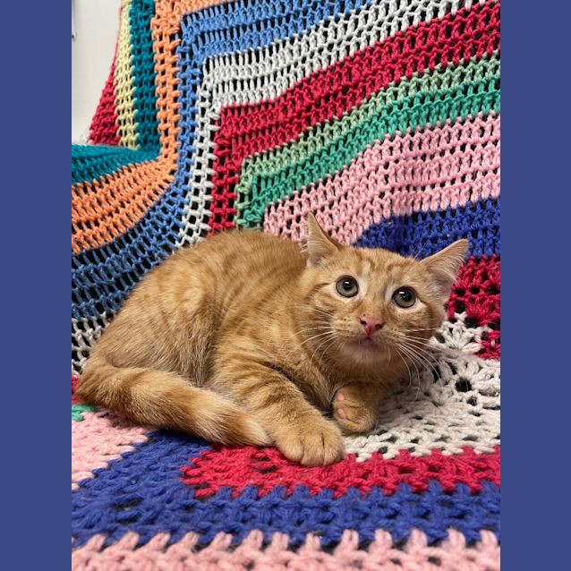Photo of Dorito