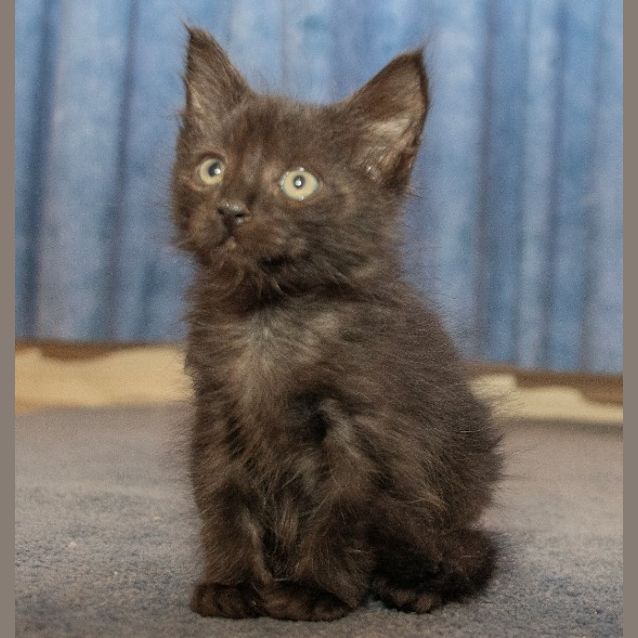 Photo of Solo