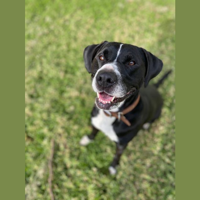 Photo of Rusty