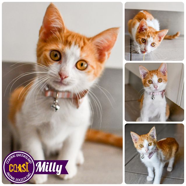 Photo of Milly 