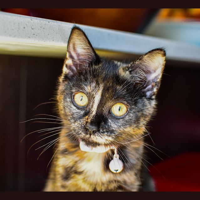 Photo of Sooty