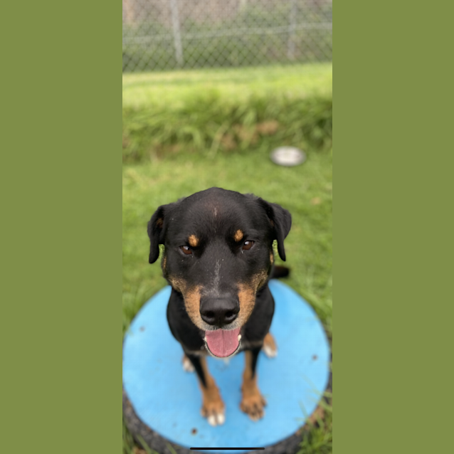 Photo of Diesel 