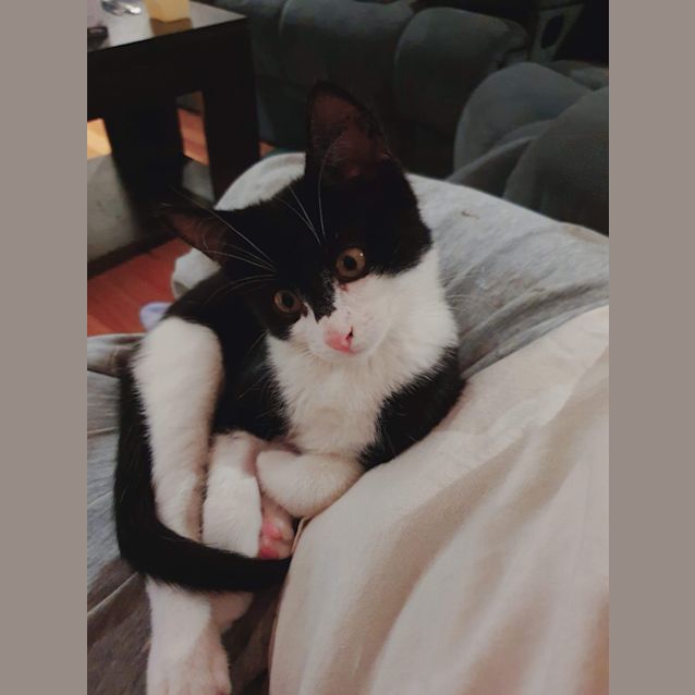 Photo of Possum