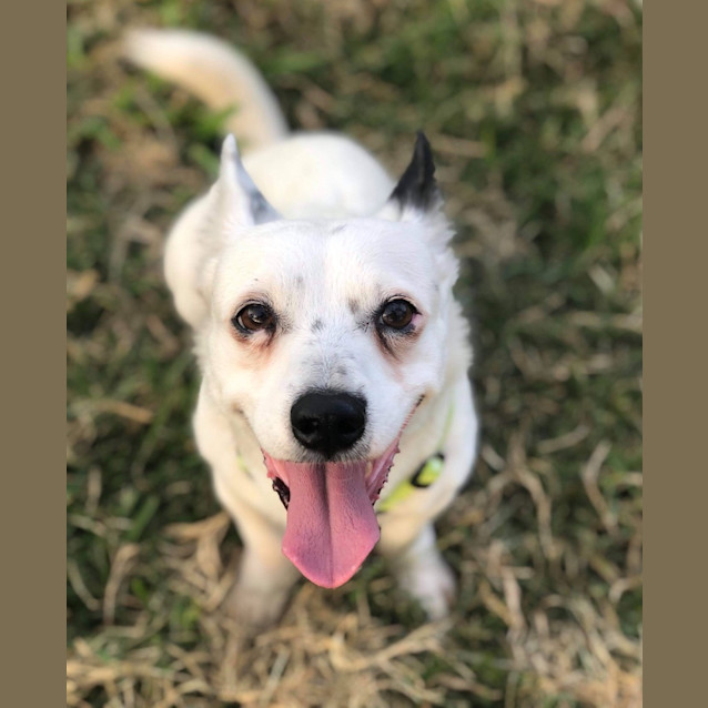 Photo of Chance