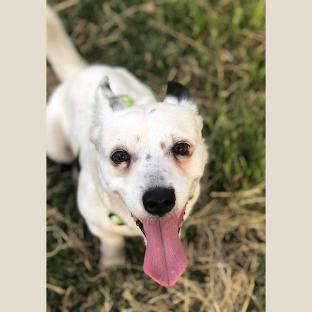Photo of Chance