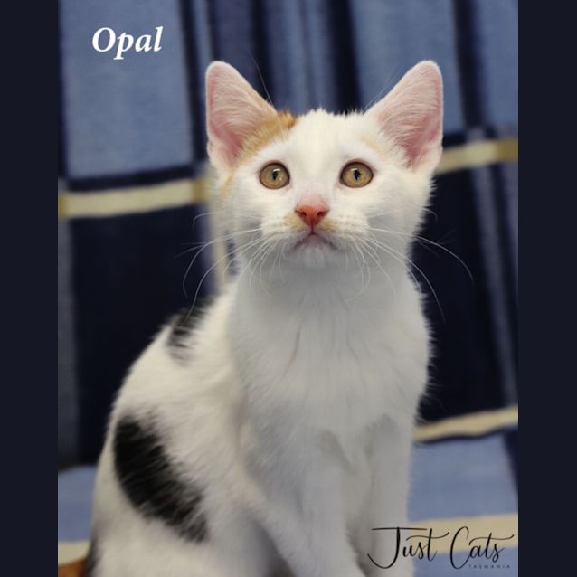 Photo of Opal (Petstock)