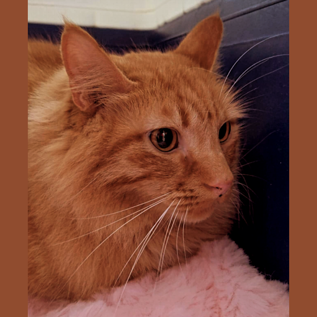 Photo of Marmalade 