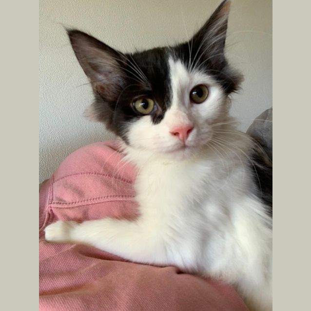 Photo of Tiamo