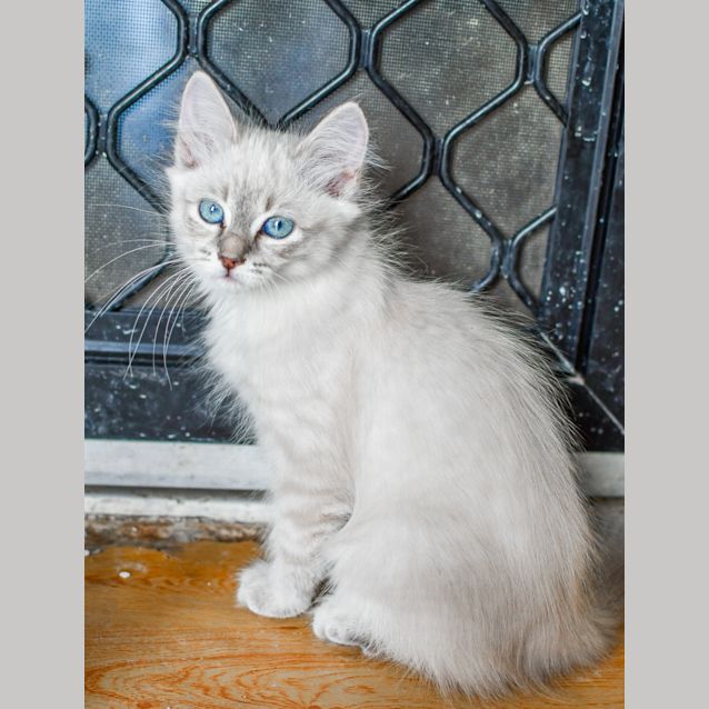Photo of Piper
