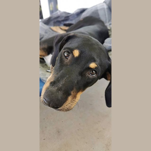 Photo of Ziva