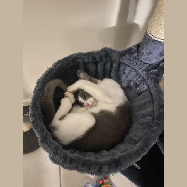 Photo of Opal