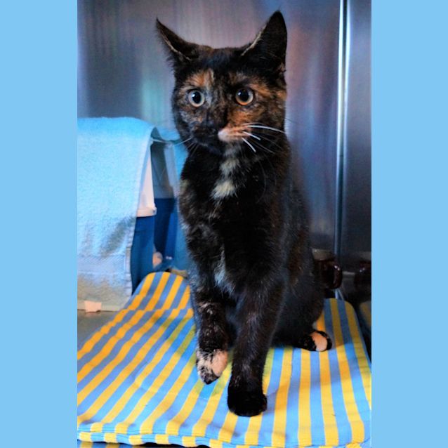 Photo of Kit