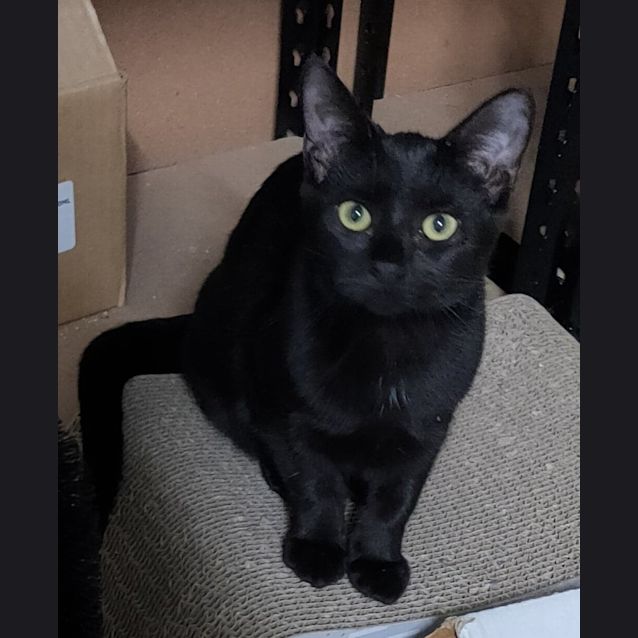 Photo of Ebony