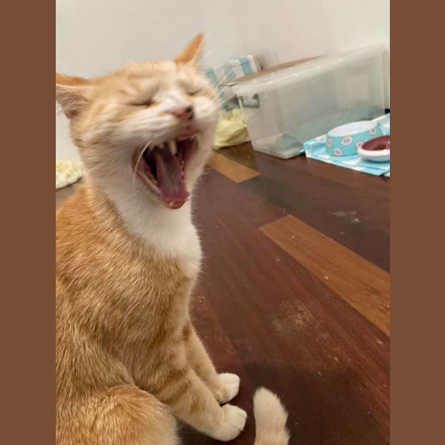 Photo of Anzu