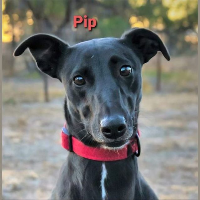 Photo of Pip