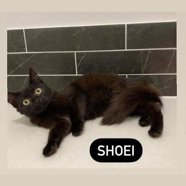 Photo of Shoei