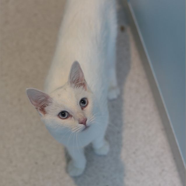 Photo of Sparkles 