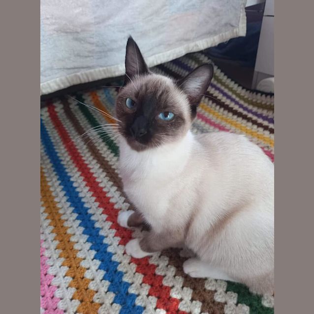 Photo of Wasabi 