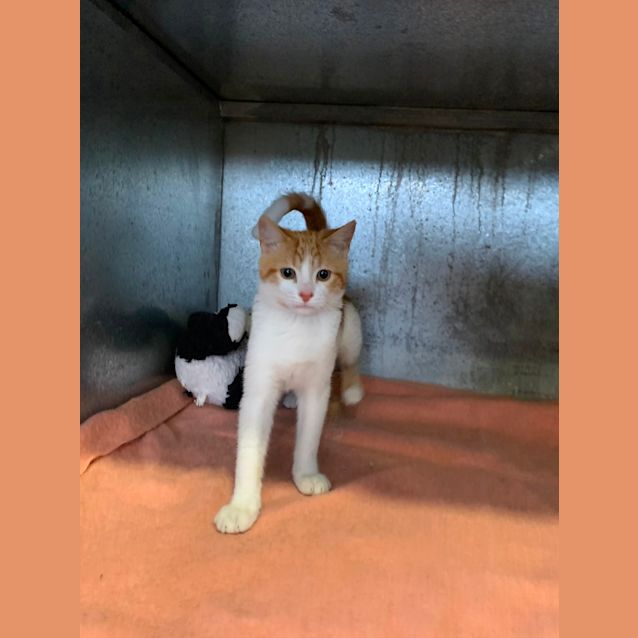 Photo of Ozzy   1013