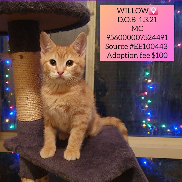 Photo of Willow